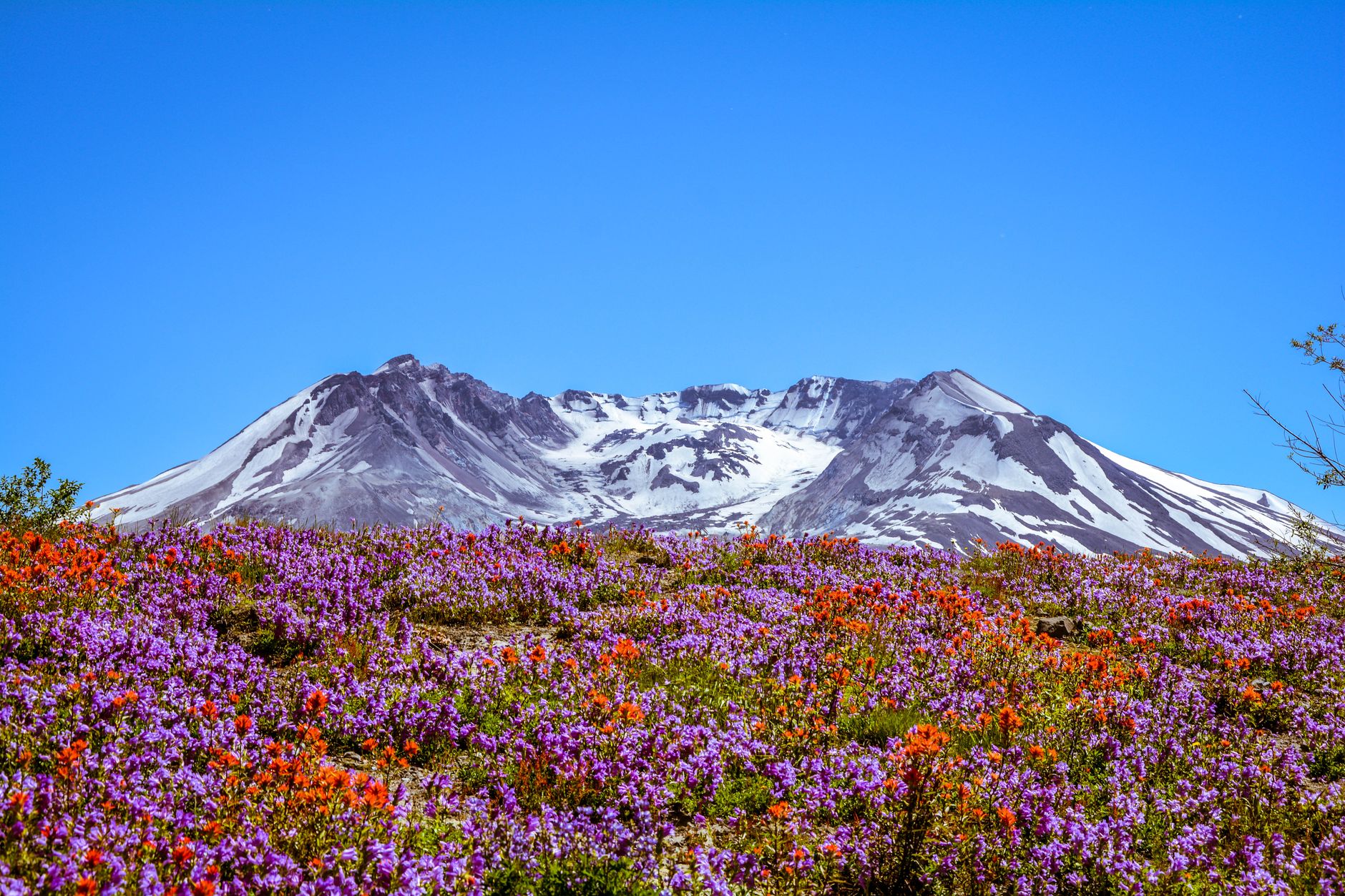 A snow-capped volcano rising above a hillside covered in purple lupines and orange paintbrush wildflowers