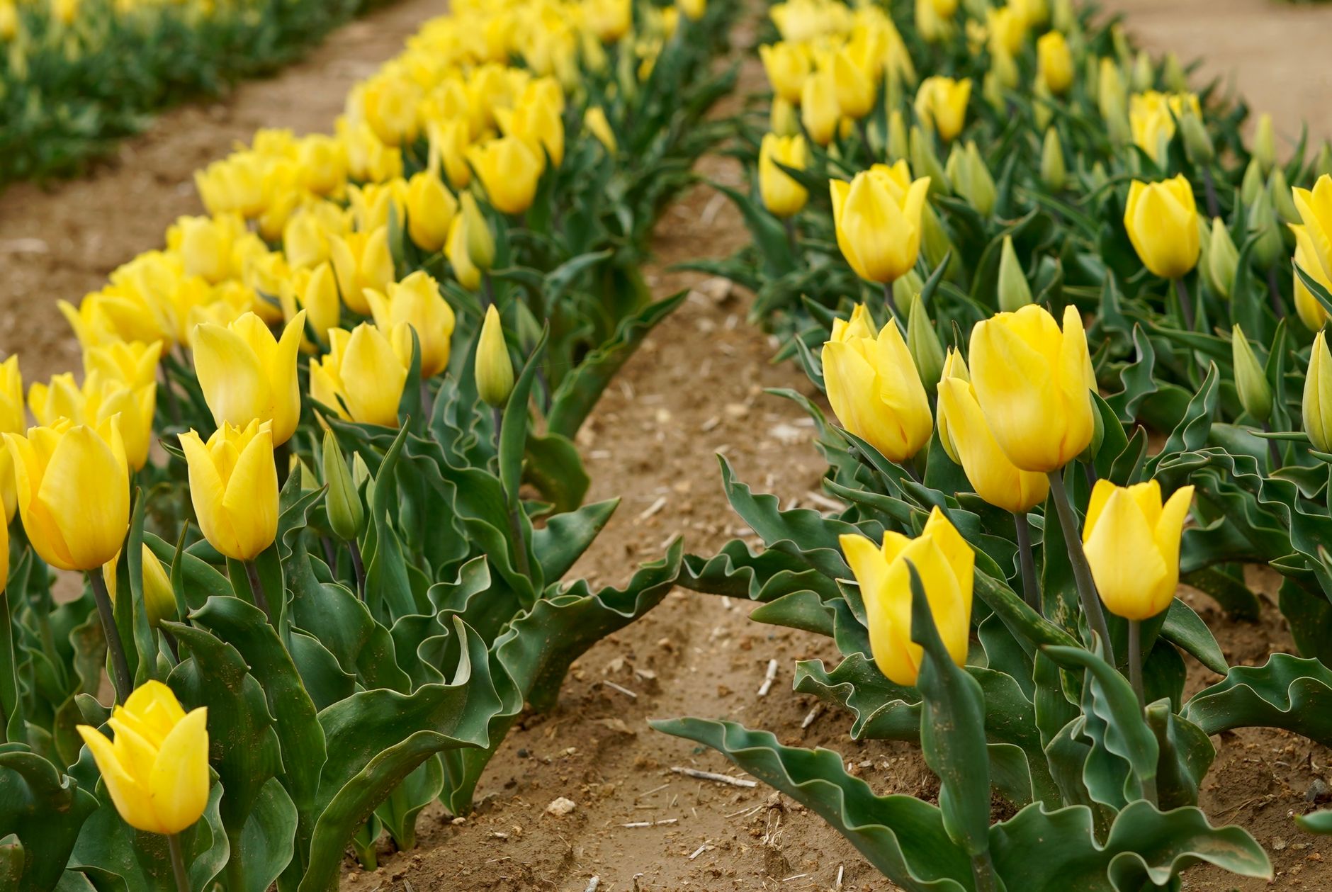 Rows of yellow tulips in bloom in a field with bare soil paths between the beds