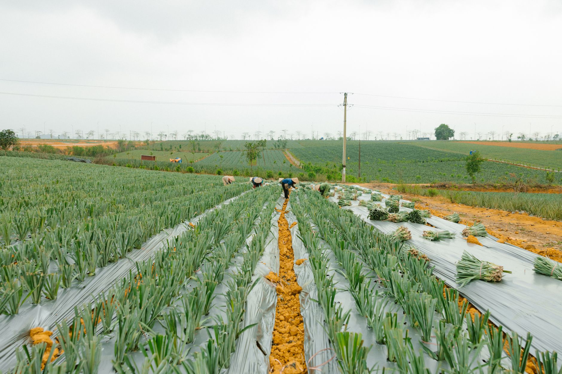 Workers harvesting green onions in long rows on a farm