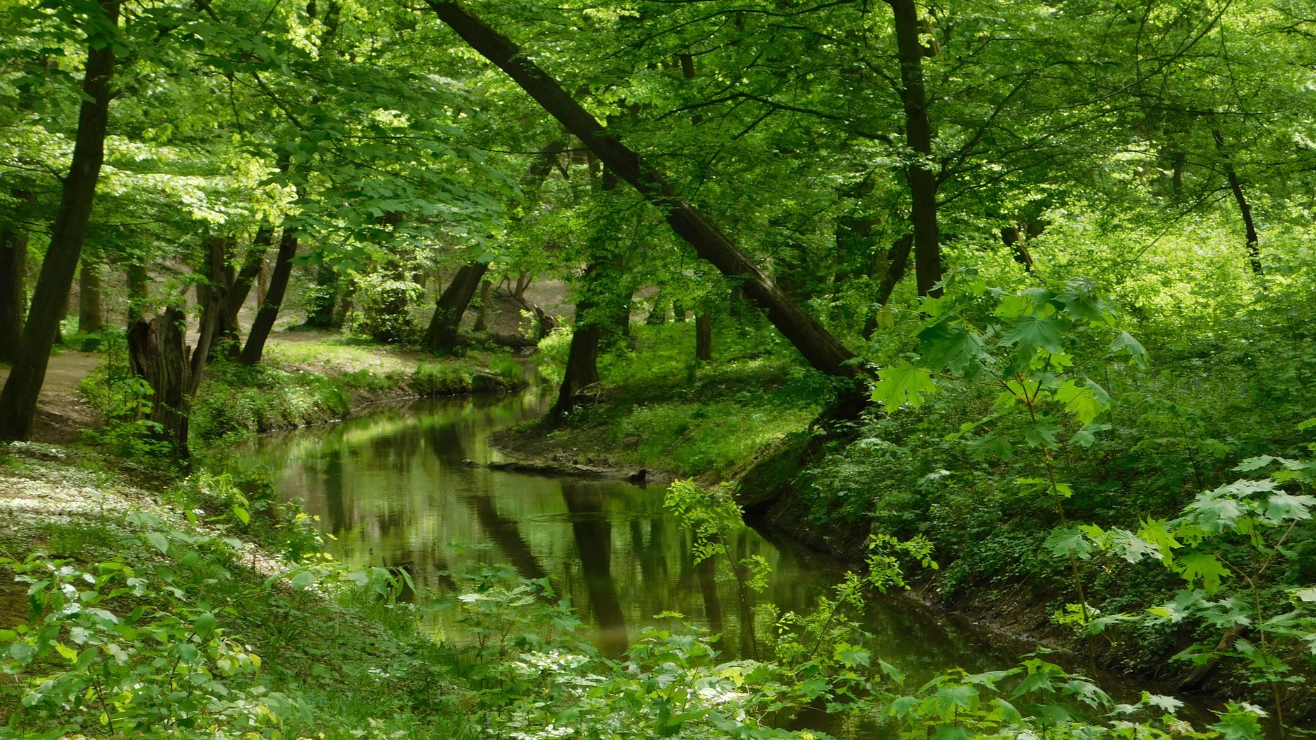 A calm creek winding through a bright green forest with tall trees leaning over the water