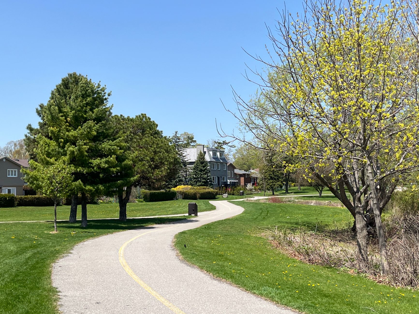 A winding paved path through a suburban park with blooming trees and houses