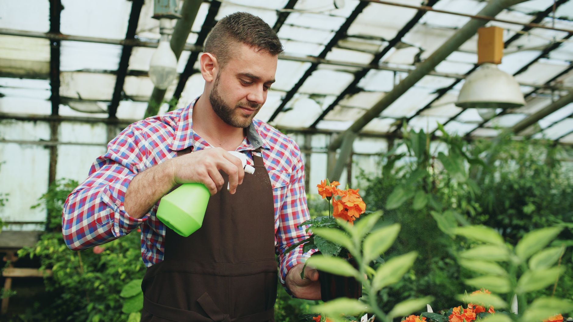A man in an apron spraying orange flowers in a greenhouse