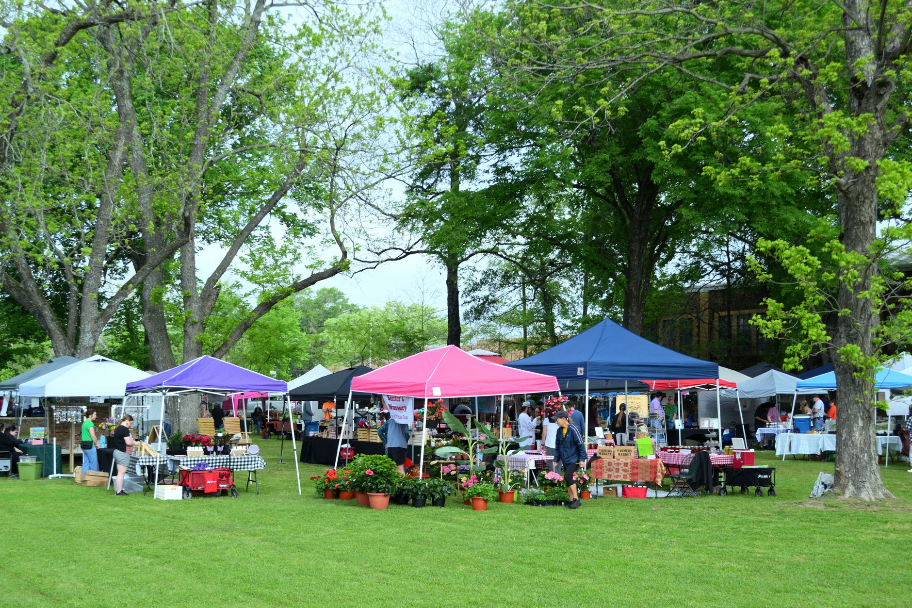 An outdoor market on a lawn with pink, blue, and white tents and shoppers under big trees