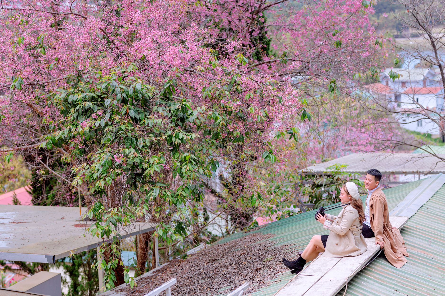 Two people sitting on a rooftop in front of a tree covered in pink cherry blossoms