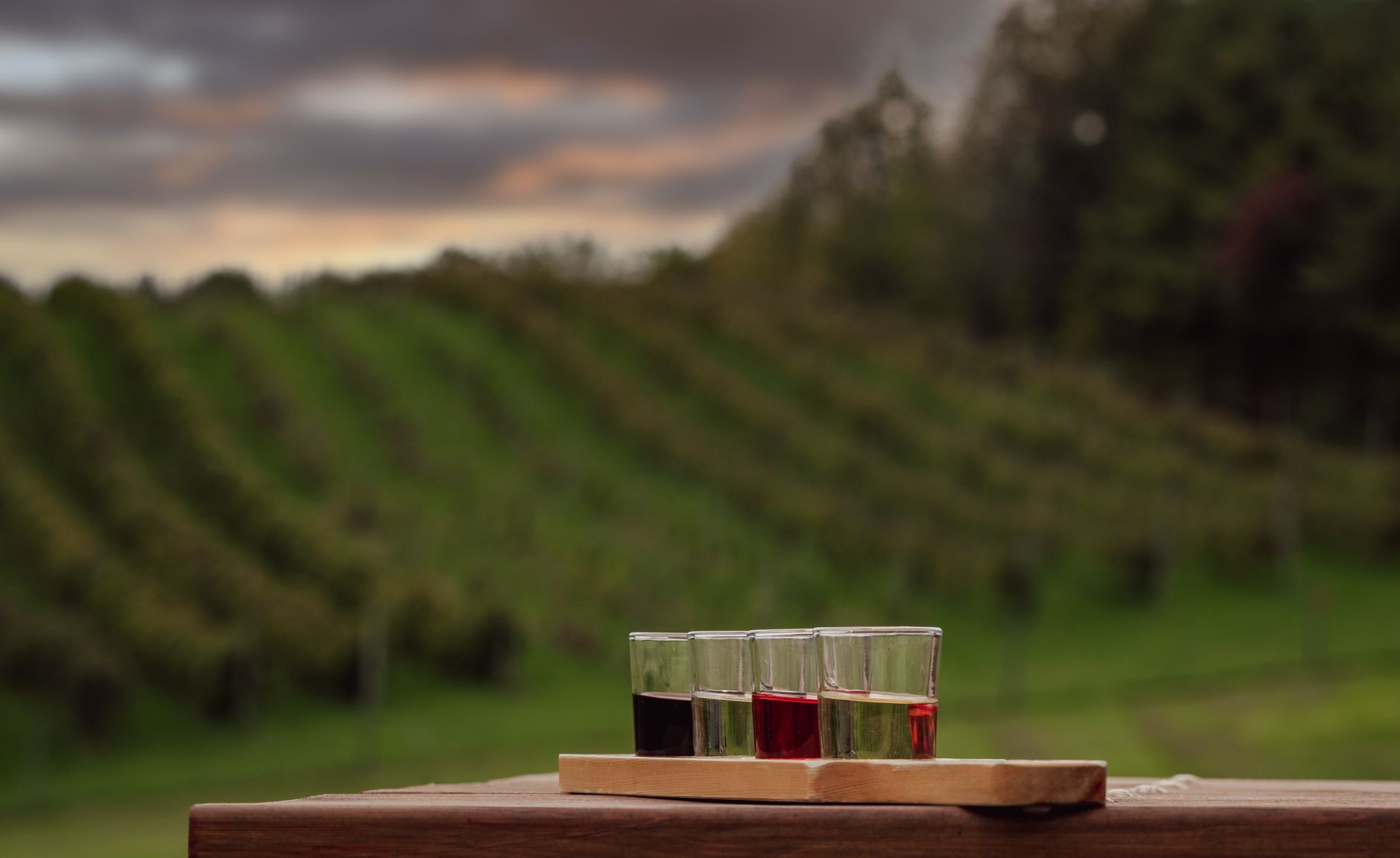 A wooden tasting flight of small glasses of wine in front of rows of vines at sunset