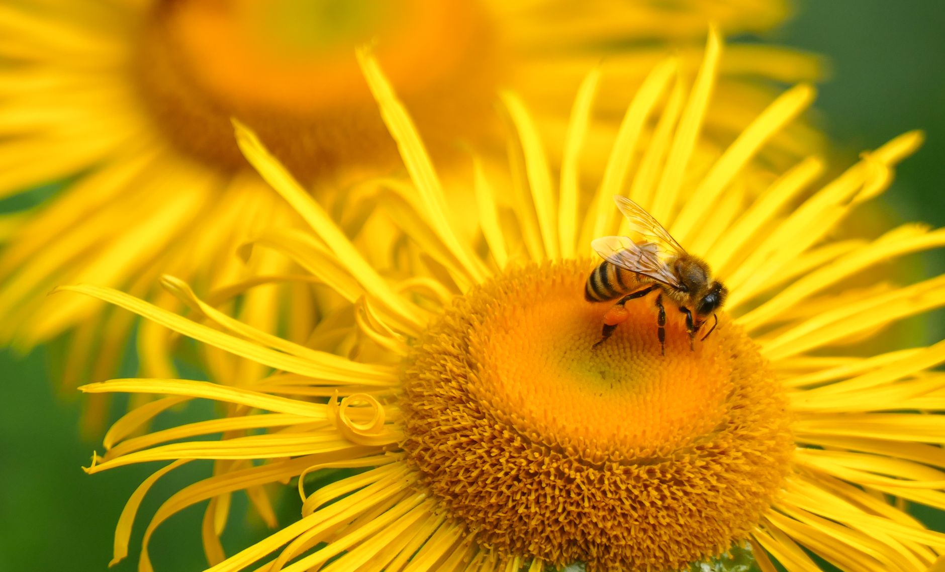 A honeybee pollinating a large yellow flower
