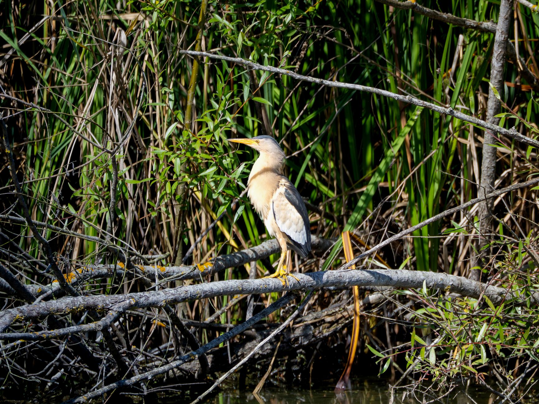 A little bittern perched on a branch among reeds in a wetland