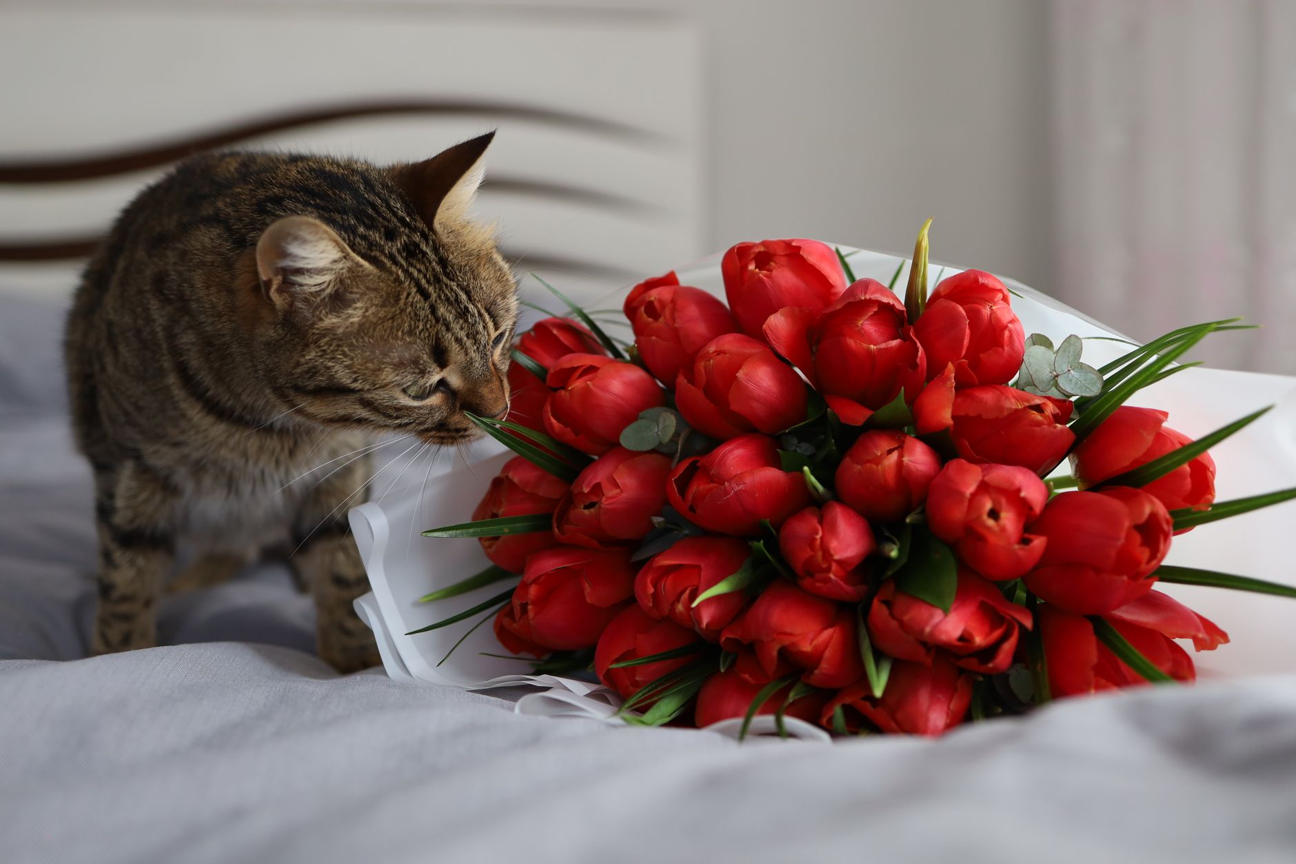 A tabby cat sniffing a bouquet of red tulips on a gray bed