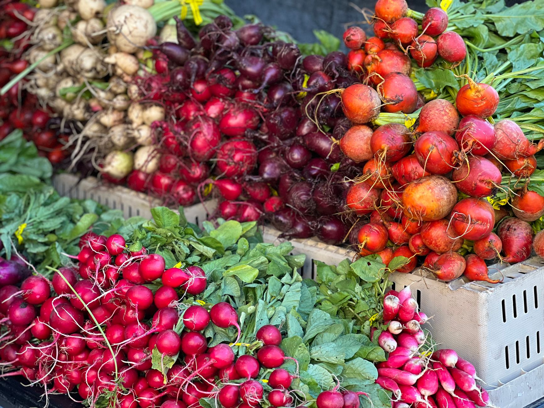 Crates of radishes, red turnips, and greens at a market stall