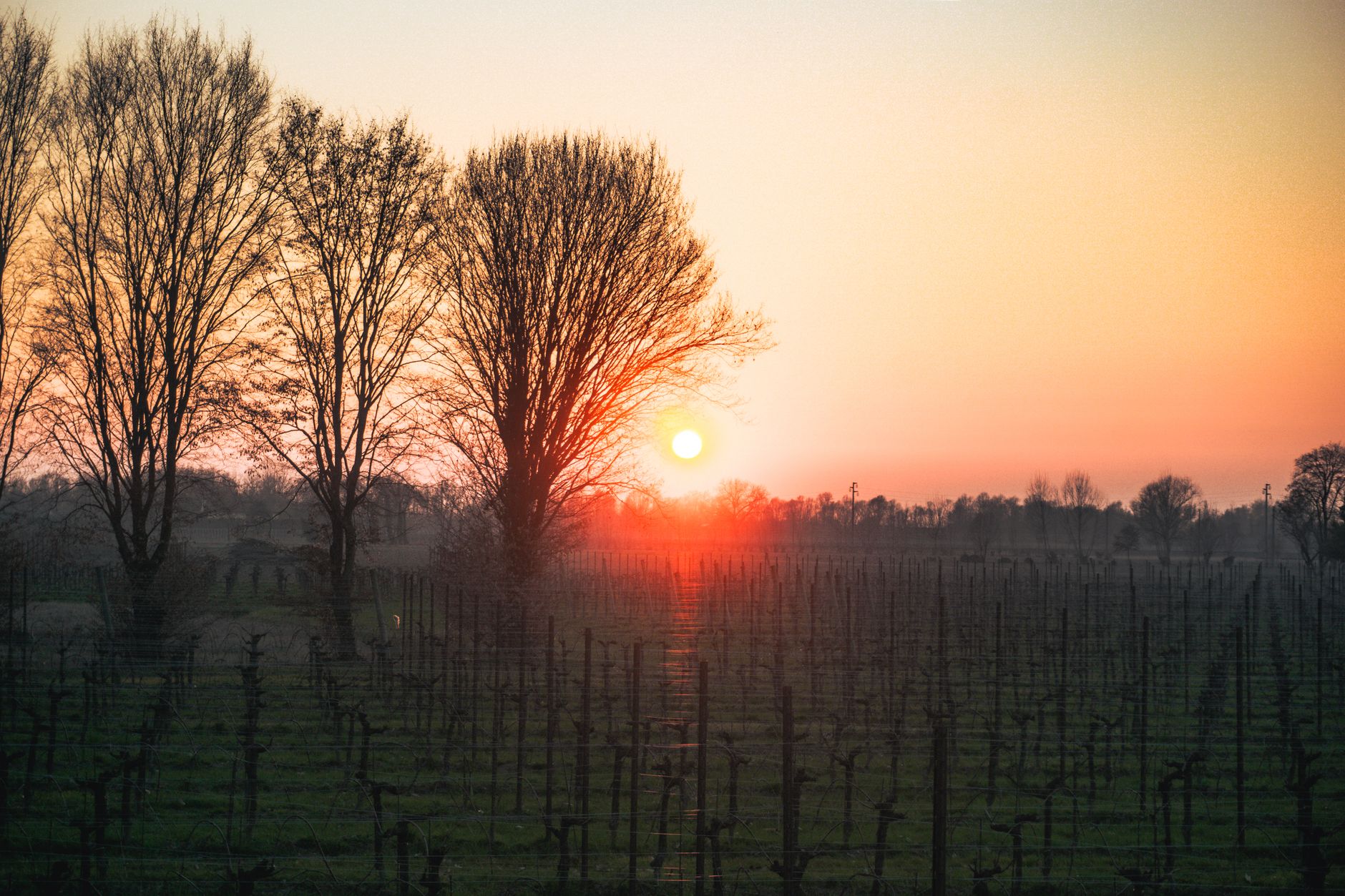 A bright sun setting over a vineyard and bare trees under an orange sky