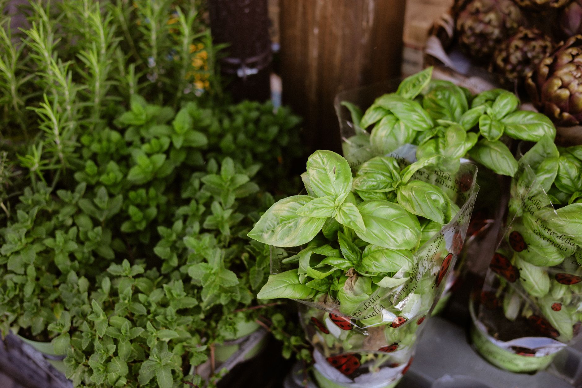 Fresh basil, rosemary, and mint plants growing together at a plant stand