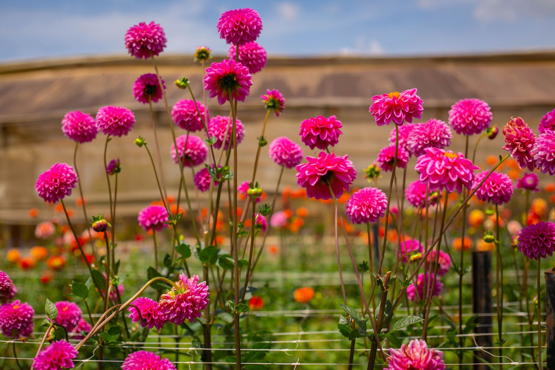 Pink dahlias in a field in front of a greenhouse under a blue sky