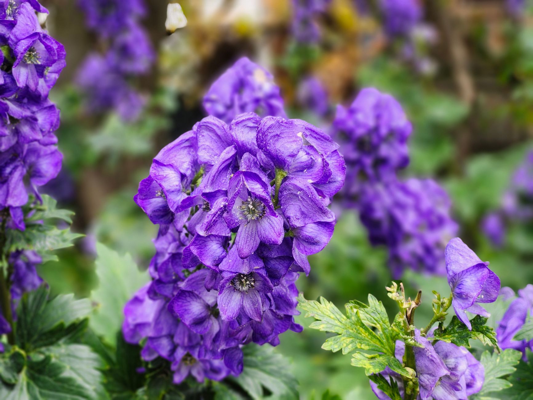 Deep purple monkshood (Aconitum) flowers growing in a garden border