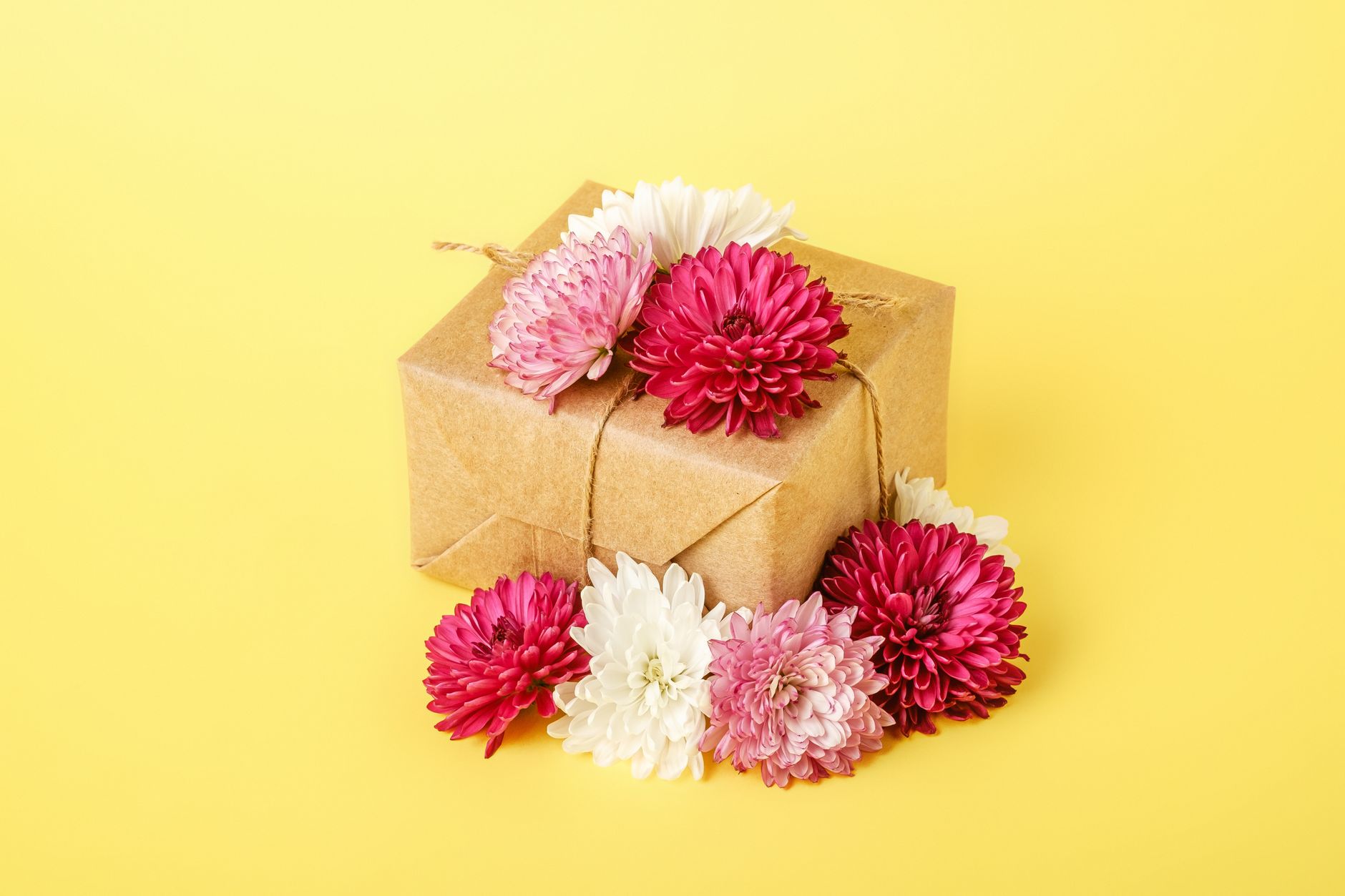 Pink and white chrysanthemum blooms wrapped as a gift on a yellow background