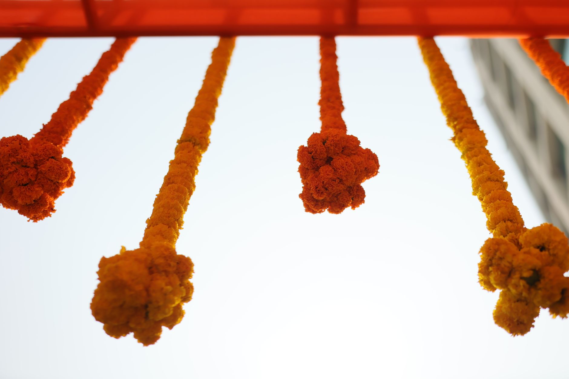 Strands of orange and yellow marigold garlands hanging from a doorway frame against a bright sky