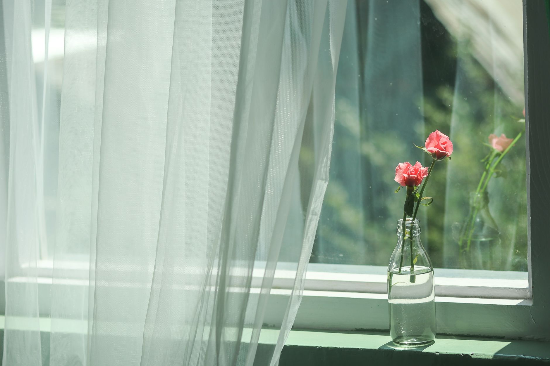 Two pink carnations in a small glass bottle on a window ledge beside a sheer white curtain