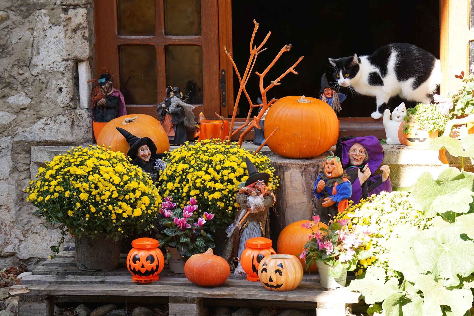 A Halloween doorstep with golden chrysanthemums, orange pumpkins, jack-o-lanterns, small witch figurines, and a black-and-white cat looking on