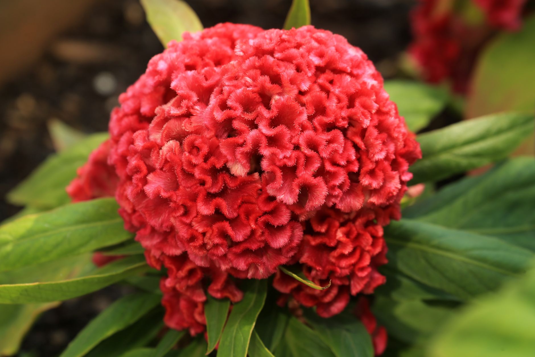 A ruffled, flame-red celosia flower, shaped like a glowing crest, surrounded by green leaves