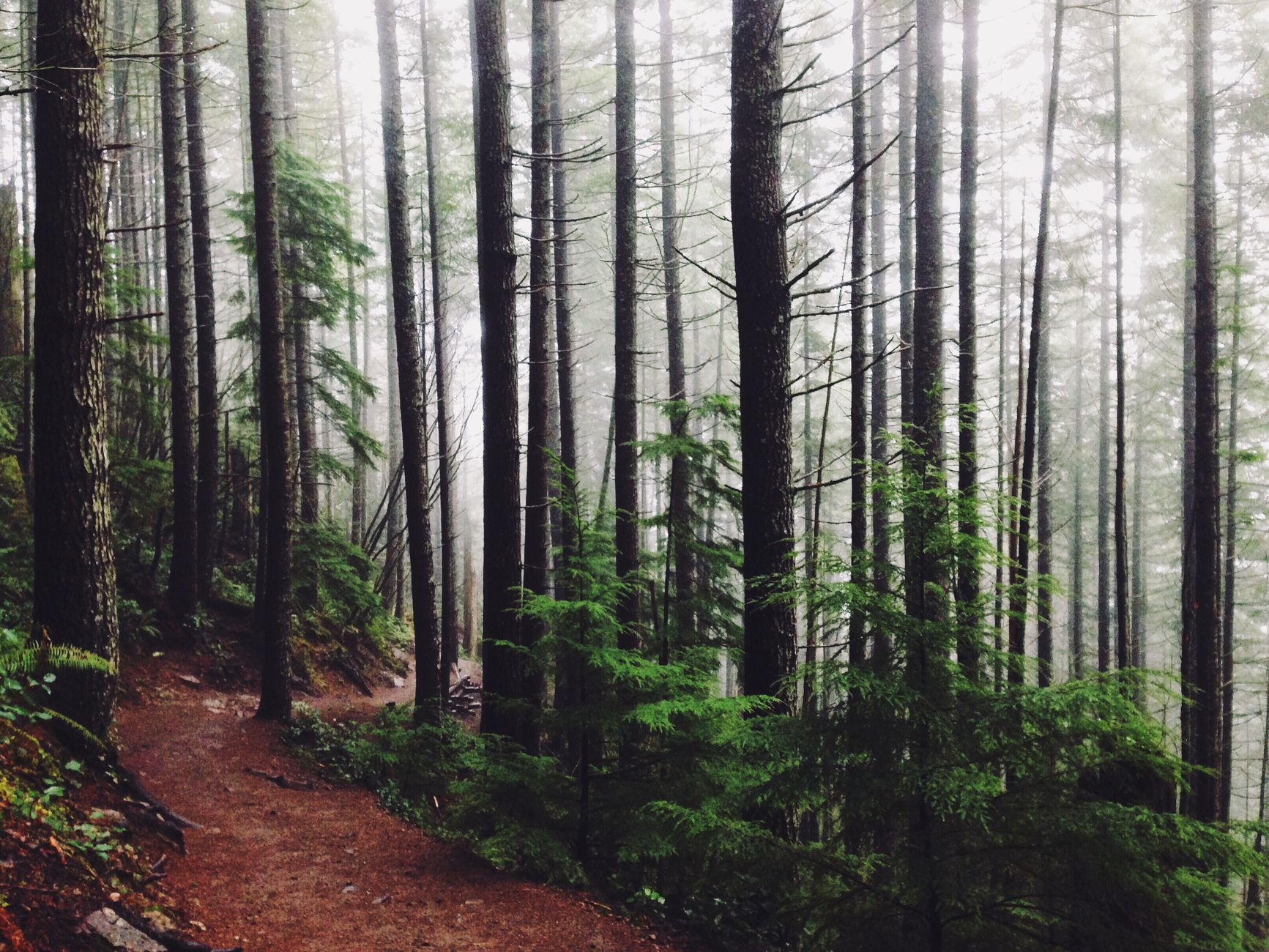 A dirt path winding through tall, misty fir trees with green ferns along its edge