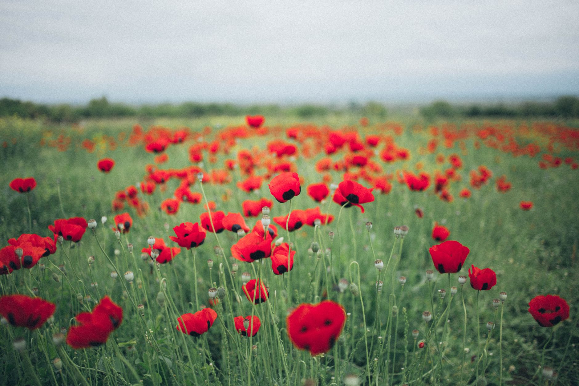 A field of red poppies in bloom under a gray sky