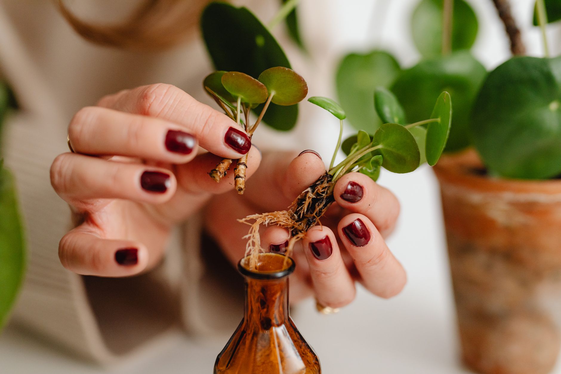 Hands holding a small rooted plant cutting with round green leaves above a brown glass bottle, with potted plants behind