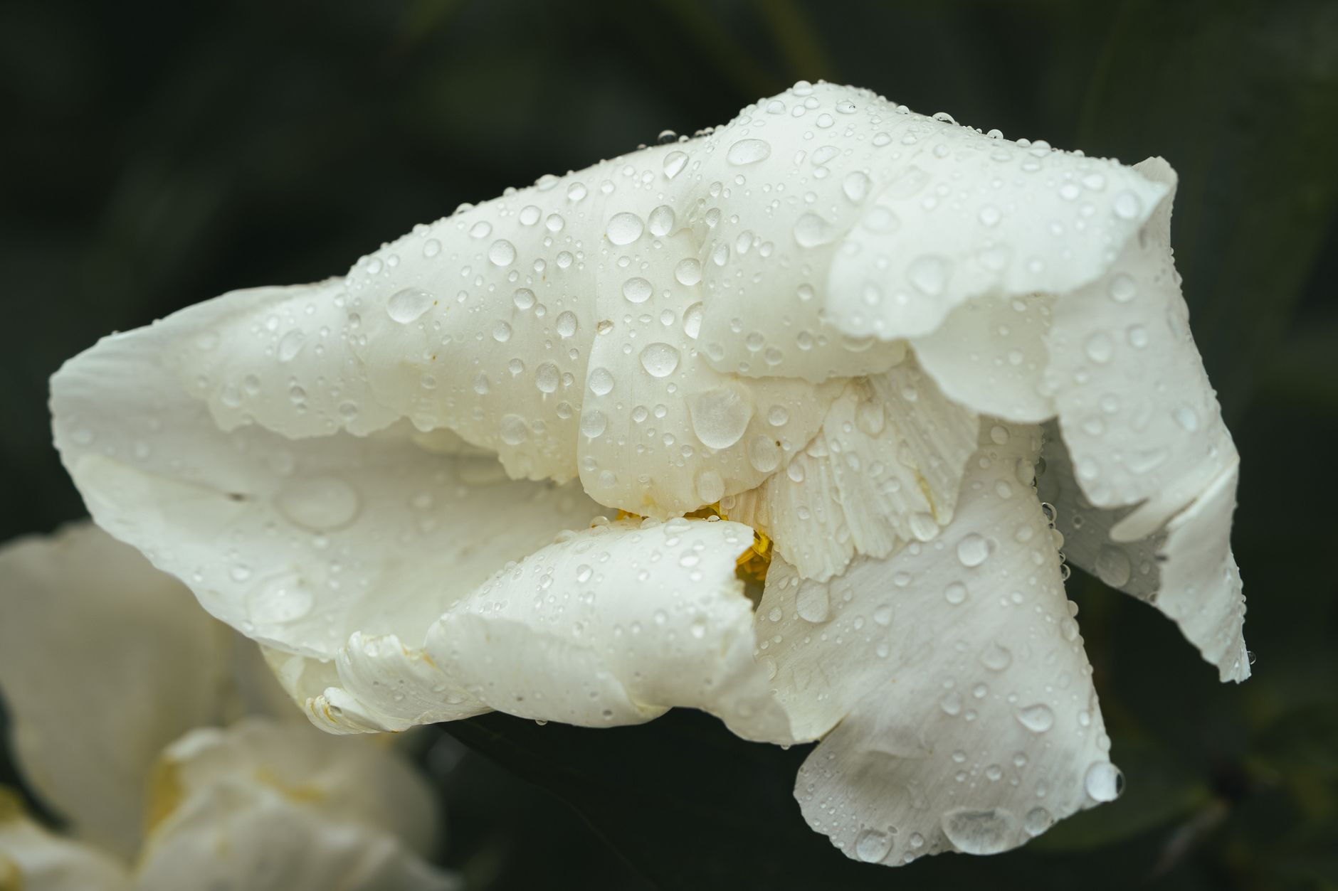 A white flower bloom covered in raindrops against a dark green background